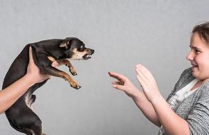 Rockford dog bite injury attorneys