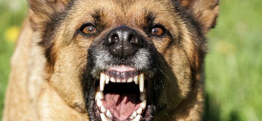 Stephenson County Dog Bite Injury Lawsuit Lawyer